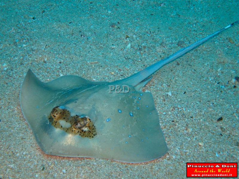 Papua Lissenung Diving (New Ireland) - 5.jpg